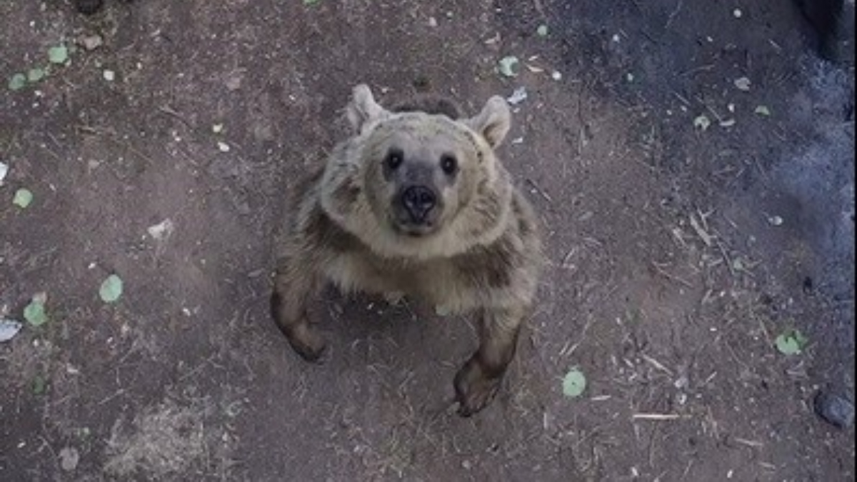 bitliste ayilarin dronla karsilasmasinda gulumseten anlar 3ZlzXjWM.jpg