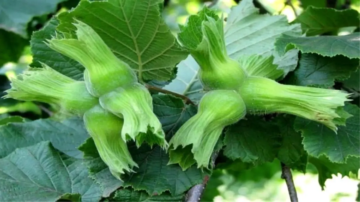 duzceden findik ihracati btcYFRqq.jpg