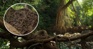 agac-koklerini-orerek-merdiven-ve-kopru-yapiyorlar-2Si975uF