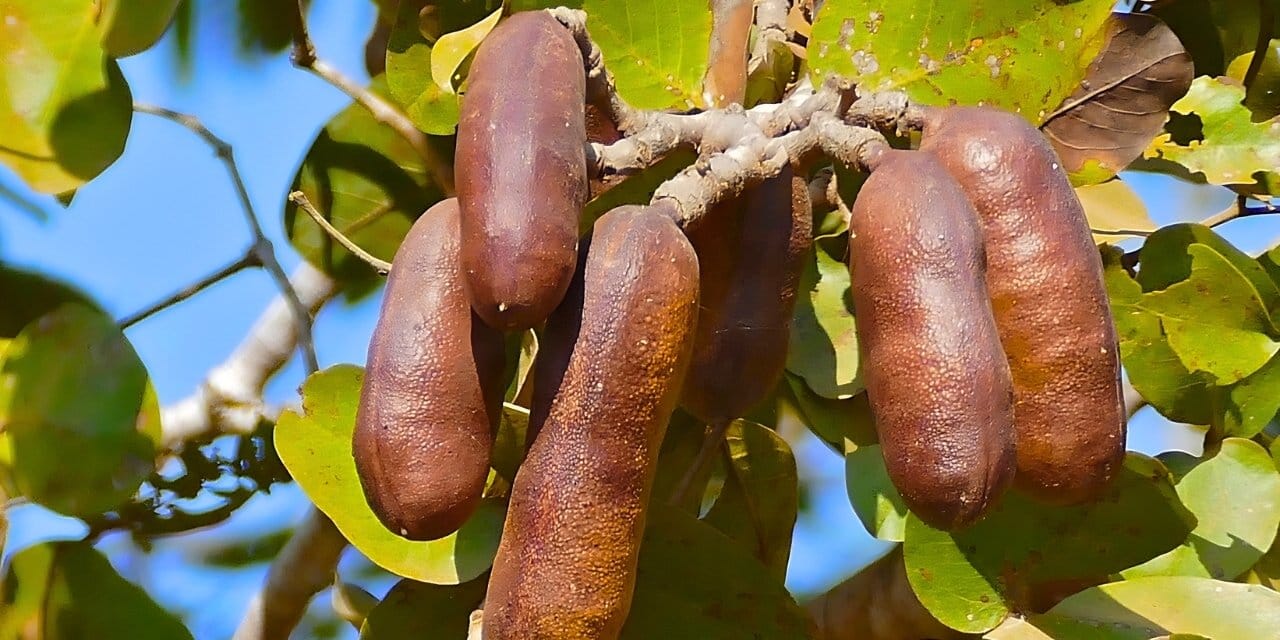 “Kokuşmuş Parmak” Meyvesi: Kolesterolü Düşüren ve Enfeksiyonlarla Mücadele Eden Doğal Şifa Kaynağı