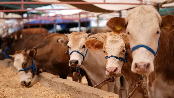 Kurban Eti Tüketimi ve Saklama Süreleri: Uzman Uyarılarıyla Bilinçli Kurban Kesimi