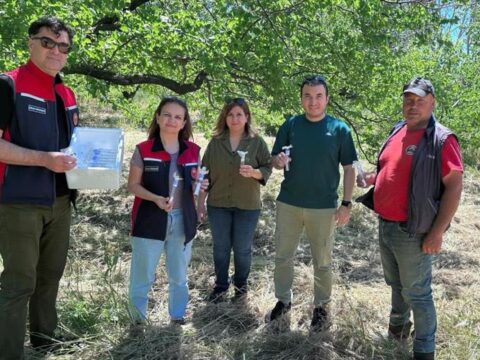 Çanakkale’de Kahverengi Kokarca ile Mücadelede Yeni Bir Adım: Samuray Arıları Göreve Başladı