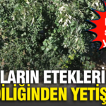 Daglarin eteklerinde kendiliginden yetisiyor sifali bitkiye siparis yagiyor bxK99EOj