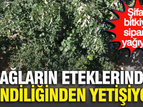 Daglarin eteklerinde kendiliginden yetisiyor sifali bitkiye siparis yagiyor bxK99EOj