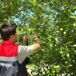 Rizede kahverengi kokarca ile mucadele icin samuray arisi salindi 8GSNSlDq