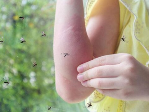 Sivrisineklerin isirma sebebi sandigimizdan baska belirli kisiler hedefte LQ6FuWHV